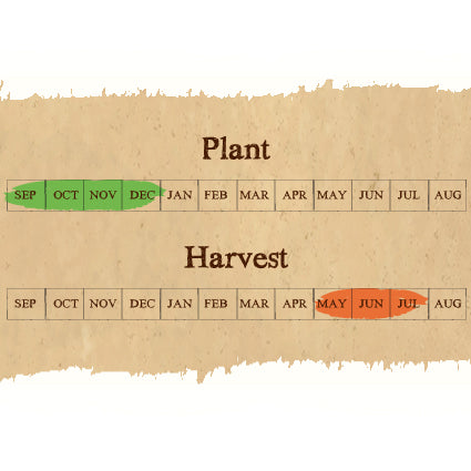 Autumn Planting Pack X 4 Bulbs  