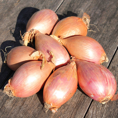 Longor Shallot 500G     