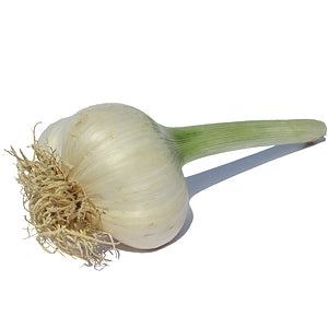 Elephant Garlic      