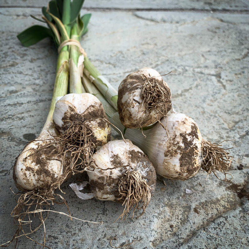 Rustic Early Wight 5 Bulb Bunch  