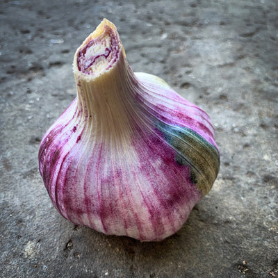 New Season Rhapsody Wight Bulb   