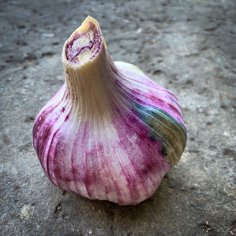 New Season Rhapsody Wight Bulb   