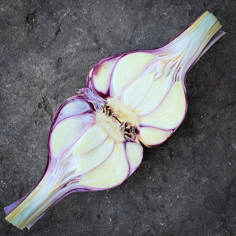 New Season Rhapsody Wight Bulb   