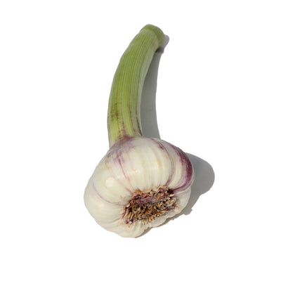 New Season Rhapsody Wight Bulb   