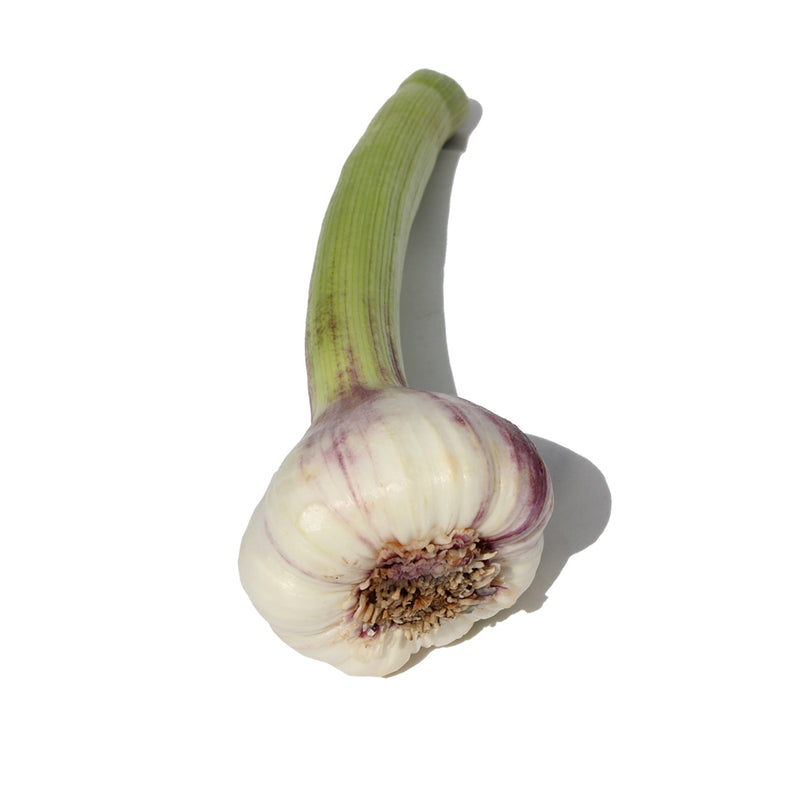 New Season Rhapsody Wight Bulb   