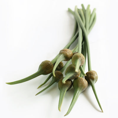 Elephant Garlic Scapes X8    