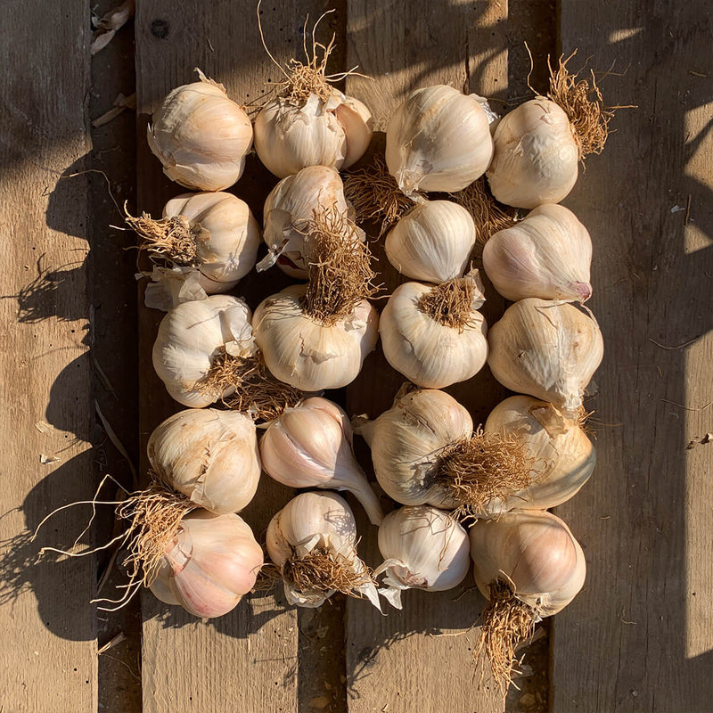 Wonky Wight Rustic Garlic 20 Bulbs  